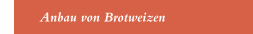 Anbau von Brotweizen